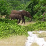Safari Loango