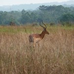 Impala - Parc de la Lékédi
