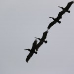 Parc du Corcovado - vol de pélicans gris