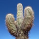 Sud de Salta - Cactus cardon
