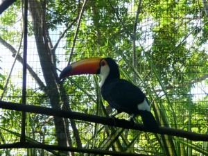 Zoo - Toucan toco