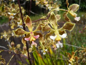 Savane Roche Annabelle - Orchidées