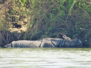 Chitwan - Rhinocéros