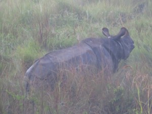 Chitwan - Rhinocéros