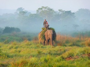 Chitwan - Eléphant