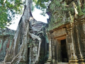 Ta Phrom - Fromager géant
