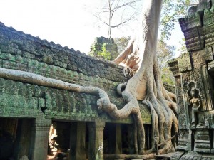 Ta Phrom - Fromager géant