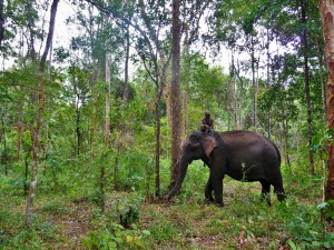 Elephant Community Project