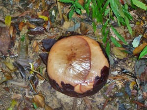 Khao Sok - Bourgeon Rafflesia