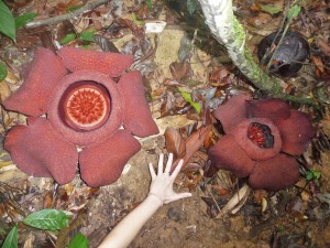 Khao Sok - Rafflesia
