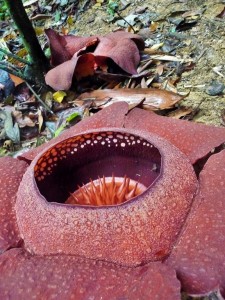 Khao Sok - Rafflesia