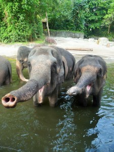 Zoo - Nourrissage des éléphants