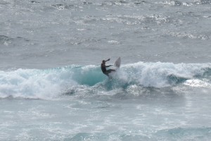 Uluwatu - Surfer pro