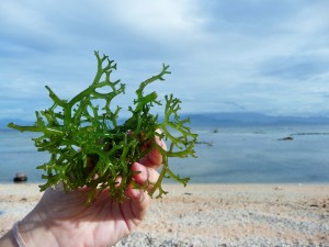 Nusa Lembongan - Culture d'algues