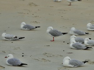Dunedin - Sandfly Bay