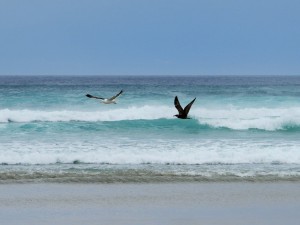 Dunedin - Sandfly Bay