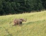 safari-nyoni