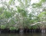 mangrove