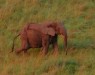 safari-nyoni