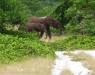 safari-loango
