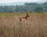impala-parc-de-la-lkdi