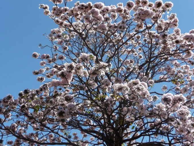 Arbre San José