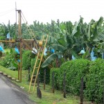 Attention, traversée de bananes!