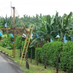 Attention, traversée de bananes!