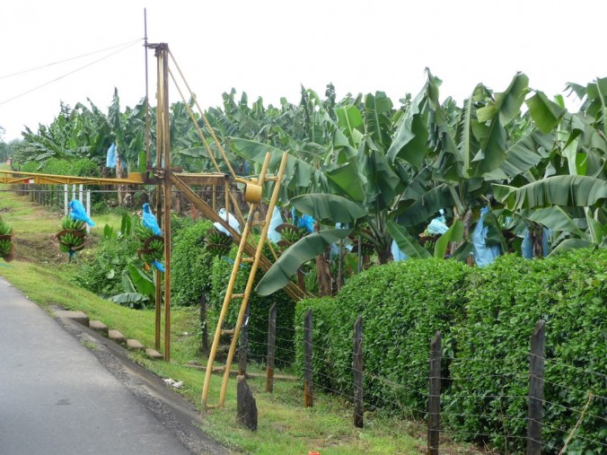 Attention, traversée de bananes!