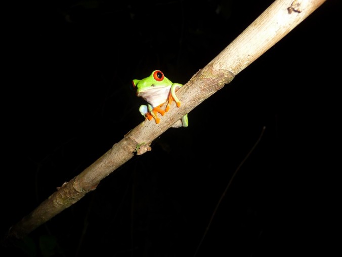 Grenouille 7 couleurs