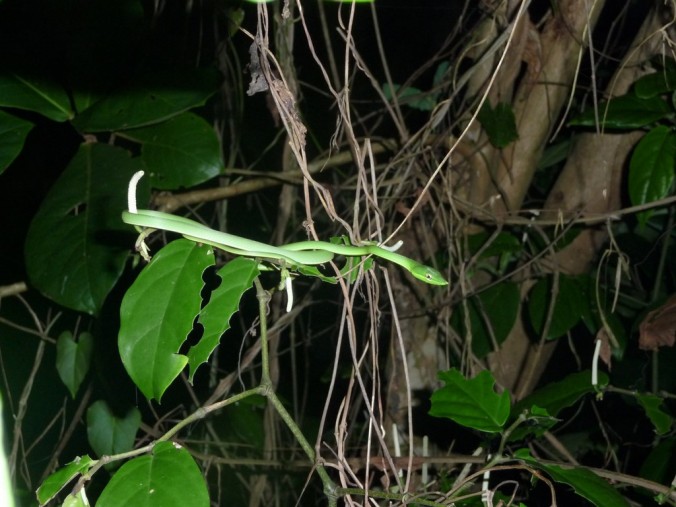 Serpent