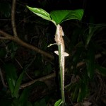 Basilic marron