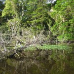 Parc de Tortuguero