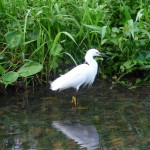 Parc de Tortuguero