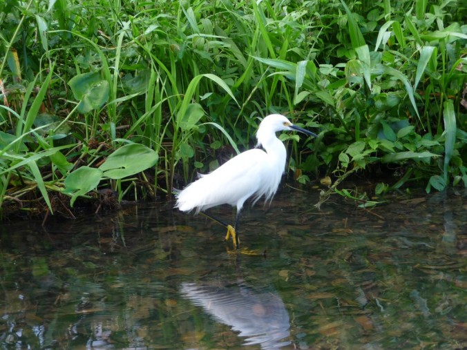 Parc de Tortuguero