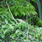 Iguane - Parc de Tortuguero