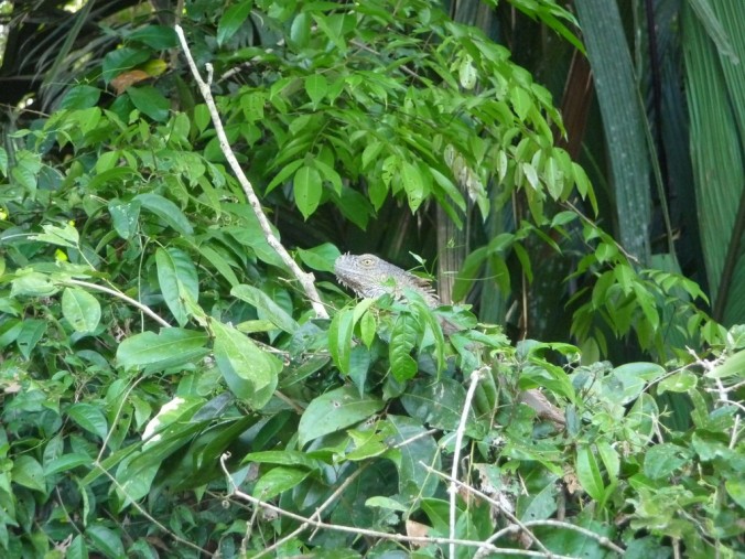 Iguane - Parc de Tortuguero