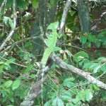 Basilic vert - Parc de Tortuguero