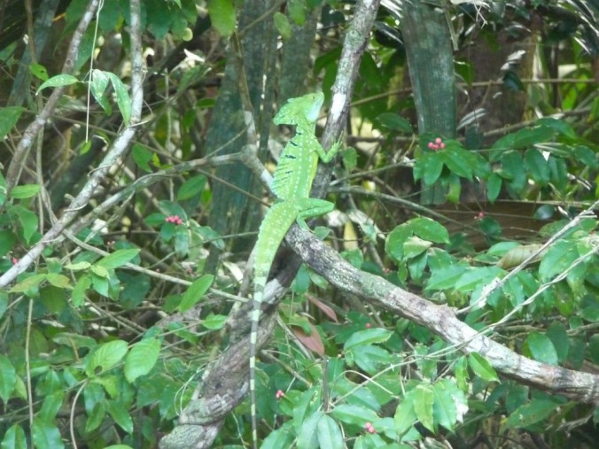 Basilic vert - Parc de Tortuguero