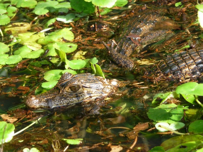 Caïman - Parc de Tortuguero