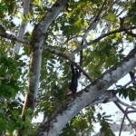 Singe hurleur - Parc de Tortuguero