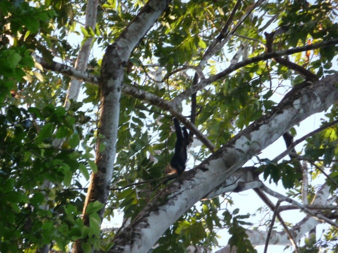 Singe hurleur - Parc de Tortuguero